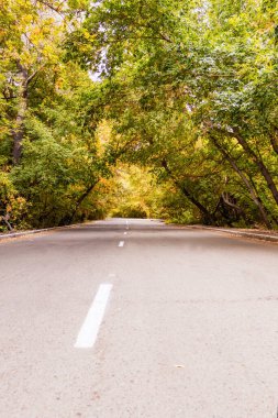 Sonbahar parkında, sonbahar ağaçlarının kemerinde işaretli patika. Altın yapraklar, sonbahar parkı, koşu, maraton