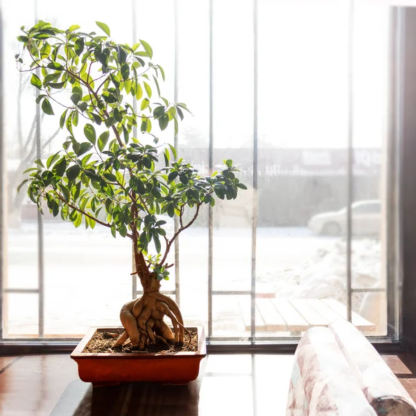 Japon bitkileri pencerede saksıda canlı bonsai bitkisi. Seçici bir odak noktası.