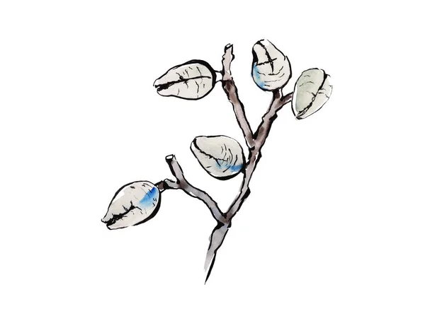 Австралійський малюнок квітів. flannel.Isolated on the white background. — стокове фото