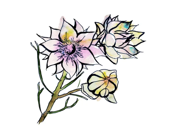 Australská kresba květin. flanel.Izolováno na bílém pozadí. — Stock fotografie