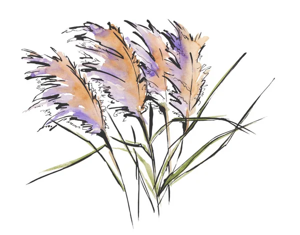オーストラリアの花のスケッチ。白い背景に隔離された. — ストック写真