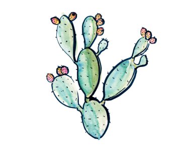 Avustralya çiçek eskizi. Flanel. Beyaz arka planda izole edilmiş..