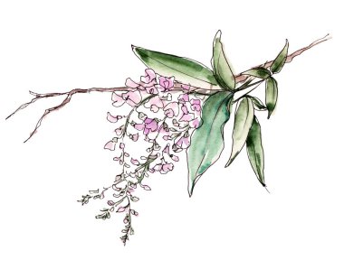 Avustralya çiçek eskizi. Flanel. Beyaz arka planda izole edilmiş..