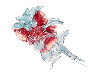 Avustralya çiçek eskizi. Flanel. Beyaz arka planda izole edilmiş..