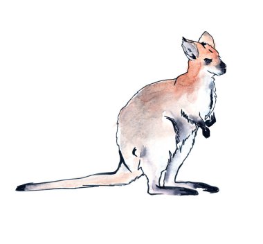 Avustralya çiçek eskizi. Flanel. Beyaz arka planda izole edilmiş..