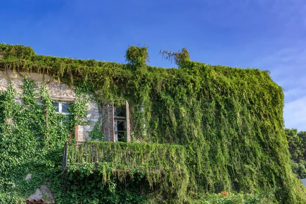 Wild vegetation of creepers and ivy covered the walls of a two-story house on the embankment of the city of Nafplion up to the roof.