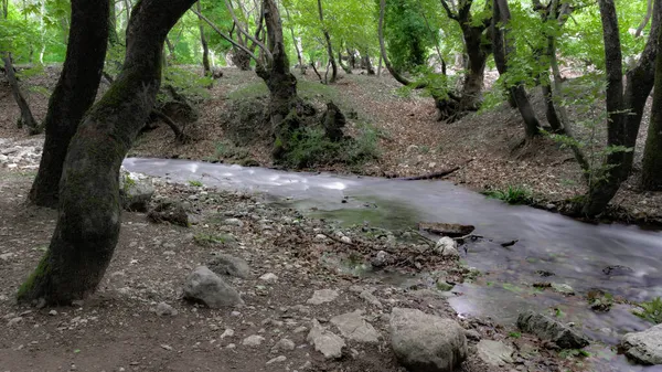 Fast Mountain Stream Flows Shady Sycamore Grove Central Part Peloponnese — Stock Photo, Image