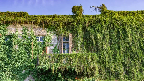 Une Végétation Sauvage Rampants Lierre Recouvrait Les Murs Une Maison Images De Stock Libres De Droits