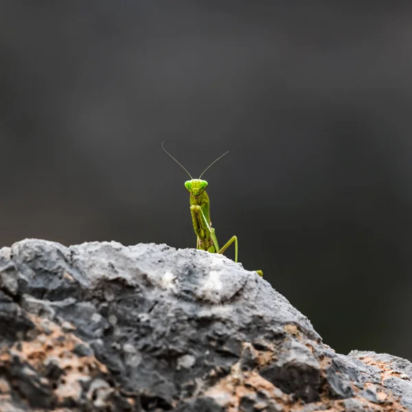 Gran Insecto Mantis Verde Una Antigua Mampostería Delfos — Foto de Stock