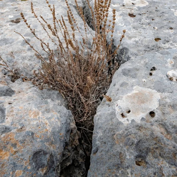 Dry Grass Crevice Ancient Stone Slab — Stock Fotó