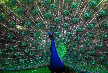 Indian male peacock shows it's beautiful colorful plumage