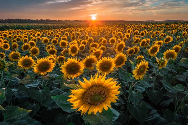 Balatonfuzfo Węgry Piękny Zachód Słońca Nad Polem Słonecznikowym Lecie Kolorowymi — Zdjęcie stockowe