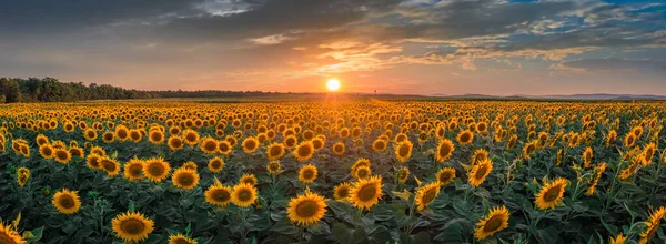 Balatonfuzfo Maďarsko Vzdušný Panoramatický Výhled Krásné Slunečnicové Pole Létě Teplým — Stock fotografie