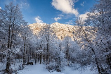 Vogel, Slovenia - Beautiful winter forest landscape at Vogel, Slovenia with sunny mountain, old army truck under the trees and clear blue sky at background
