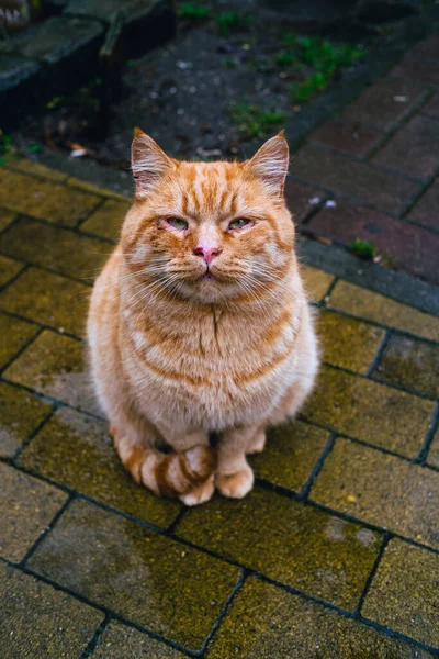 街上的姜黄流浪猫 — 图库照片