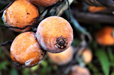 Betel fındığı, areca palmiyesinin meyvesinin tohumudur. Ayrıca 