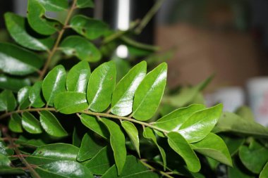 Hint köri yaprağı ve köri yaprağı. Hindistan 'da yemek pişirmek için çok popüler. Bitki bazen tatlı neem olarak da adlandırılır, ancak M. koenigii Neem 'den farklı bir familyada, Azadirachta indica, yani Meliaceae familyasından olmaktadır..