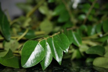 Hint köri yaprağı ve köri yaprağı. Hindistan 'da yemek pişirmek için çok popüler. Bitki bazen tatlı neem olarak da adlandırılır, ancak M. koenigii Neem 'den farklı bir familyada, Azadirachta indica, yani Meliaceae familyasından olmaktadır..