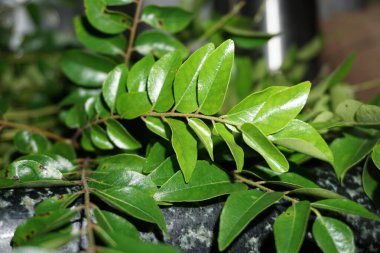 Hint köri yaprağı ve köri yaprağı. Hindistan 'da yemek pişirmek için çok popüler. Bitki bazen tatlı neem olarak da adlandırılır, ancak M. koenigii Neem 'den farklı bir familyada, Azadirachta indica, yani Meliaceae familyasından olmaktadır..