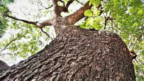 Close View Old Big Tree Top Green Leaves Blue Sky — стоковое фото