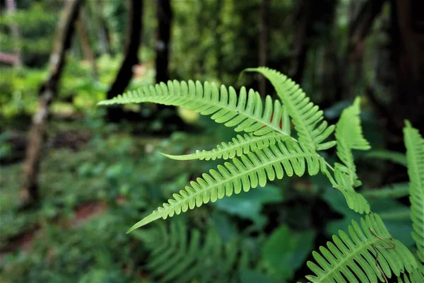 Helecho Verde Hojas Pétalos Fondo Follaje Verde Profundo Hoja Tropical — Foto de Stock