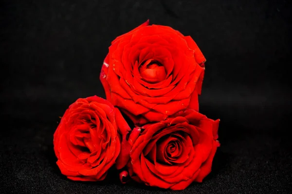 Rose Rouge Sur Fond Noir Vue Rapprochée — Photo