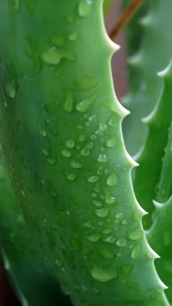 Roślina Nazwie Aloe Vera Cechach Świeżym Kolorze Zielonym Ciernie Krawędziach — Zdjęcie stockowe