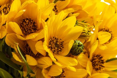 Kudüs aitchoka buketine yakın çekim 