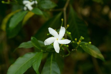 Bahçemdeki beyaz çiçeğe yaklaş