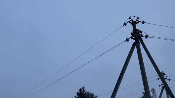 鳥は高圧送電線の上を飛行する。曇った冬の天気. — ストック動画