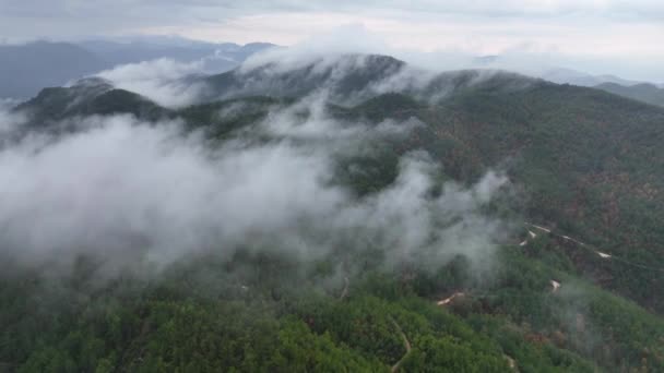 Autumn Forest Aerial View Turkey Alanya — 图库视频影像