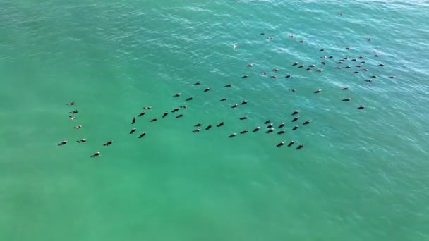Canards Sauvages Nagent Dans Mer — Video