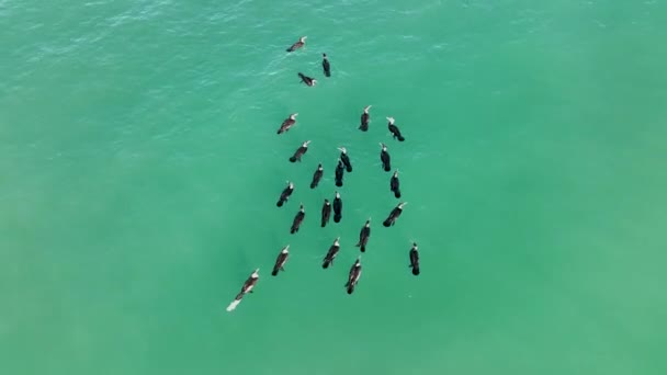 Anatre Selvatiche Nuota Nel Mare — Video Stock