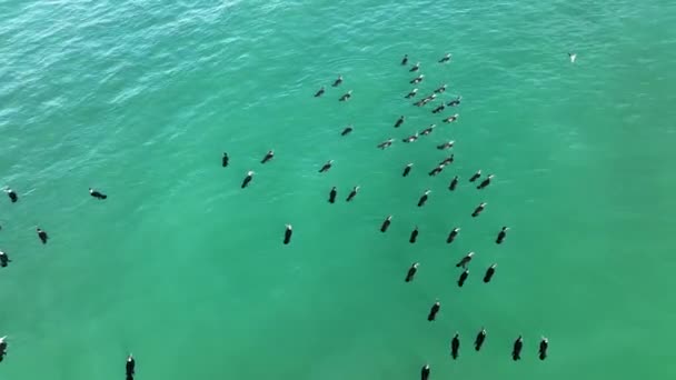 Patos Salvajes Nadan Mar — Vídeo de stock