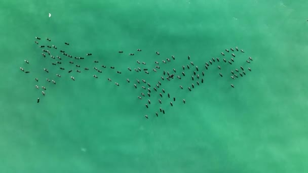 Patos Selvagens Nadam Mar — Vídeo de Stock