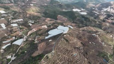 Kuru Muz Bitkileri arka planı