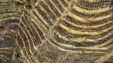 Kuru Muz Bitkileri arka planı