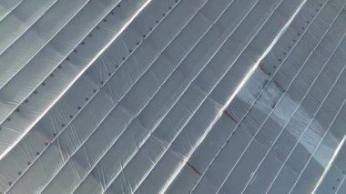 Kuru Muz Bitkileri arka planı