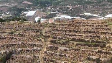 Kuru Muz Bitkileri arka planı