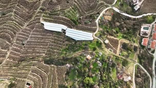 드라이 바나나 농장의 — 비디오