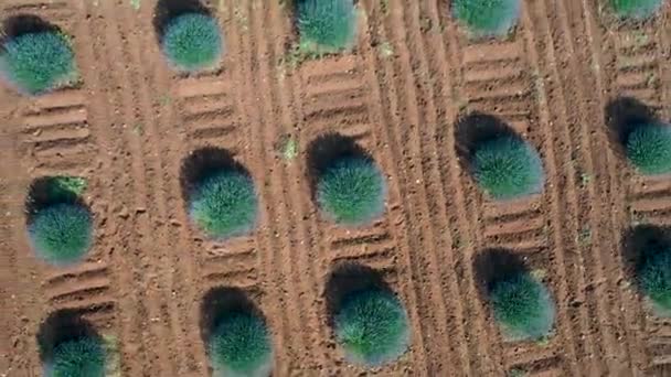 Campos Lavanda Turquía Alanya — Vídeos de Stock