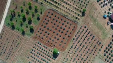 Lavanta tarlaları Türkiye Alanya