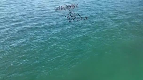 Canards Sauvages Nagent Dans Mer — Video