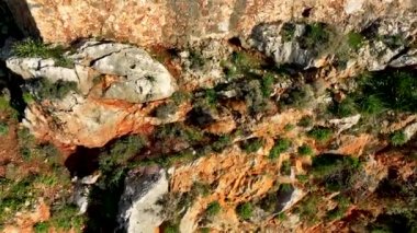 Keçiler dağ yamacında yürür.