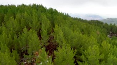 Autumn Forest Aerial Survey Akanya Turkey