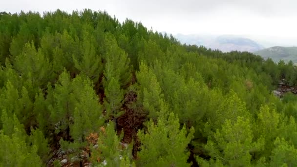 Autumn Forest Aerial Survey Akanya Turkey — Video Stock