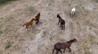 Cappadocia Dağları 'nın yükseklerindeki at çiftliği.