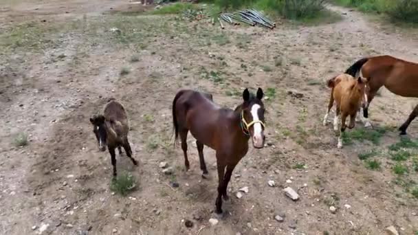 Ranch Cavalli Cima Alle Montagne Della Cappadocia Vista Aerea — Video Stock