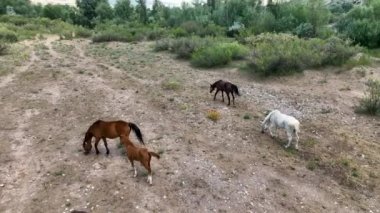 Cappadocia Dağları 'nın yükseklerindeki at çiftliği.