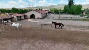 Cappadocia Dağları 'nın yükseklerindeki at çiftliği.